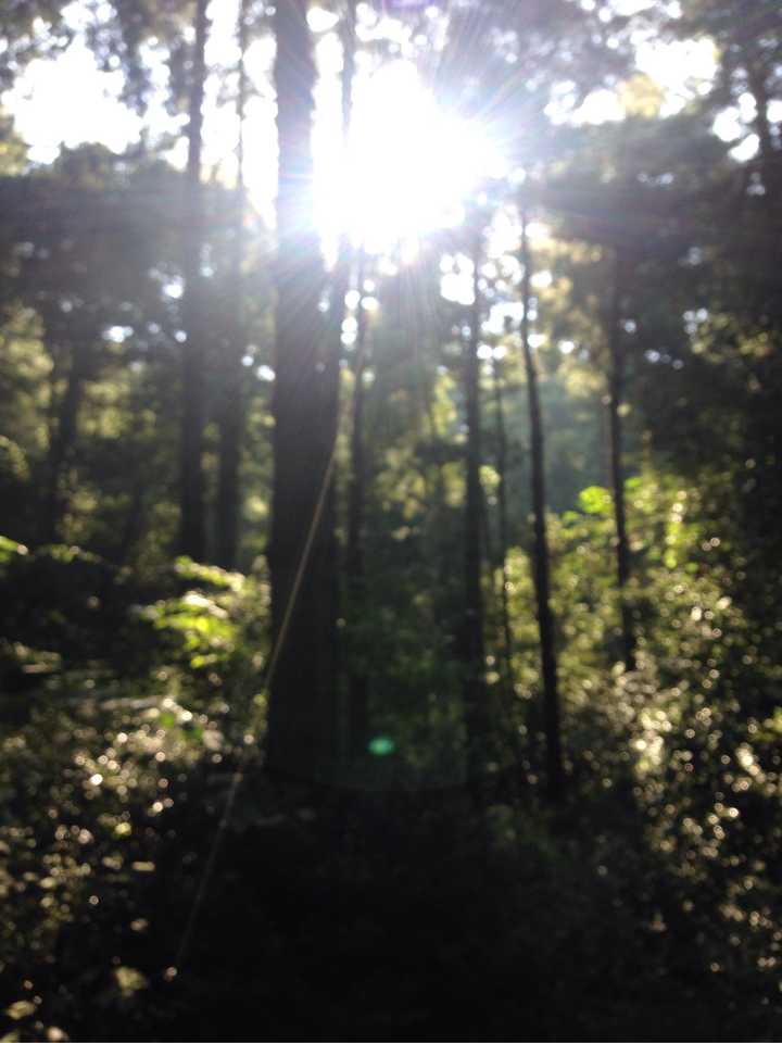 昆明西山,树林阴翳的午后,阳光穿透树的缝隙