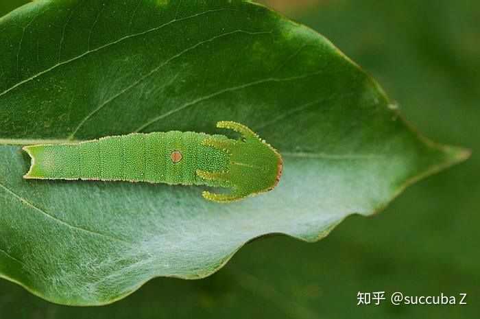 这两者幼虫是较为相近的,但首先二尾蛱蝶幼虫头壳上的角长于题主图片
