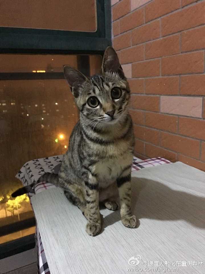 养一只灰色土猫(不是狸花猫)是一种什么样的体验?