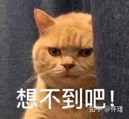 各位小伙伴有没有暗中观察橘猫的表情或者头像?