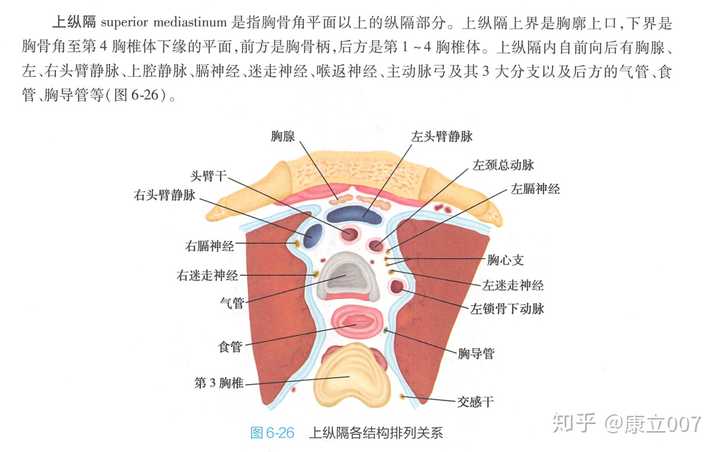 成人的胸腺的位置,具体到对应着哪些骨性标志,器官等等?