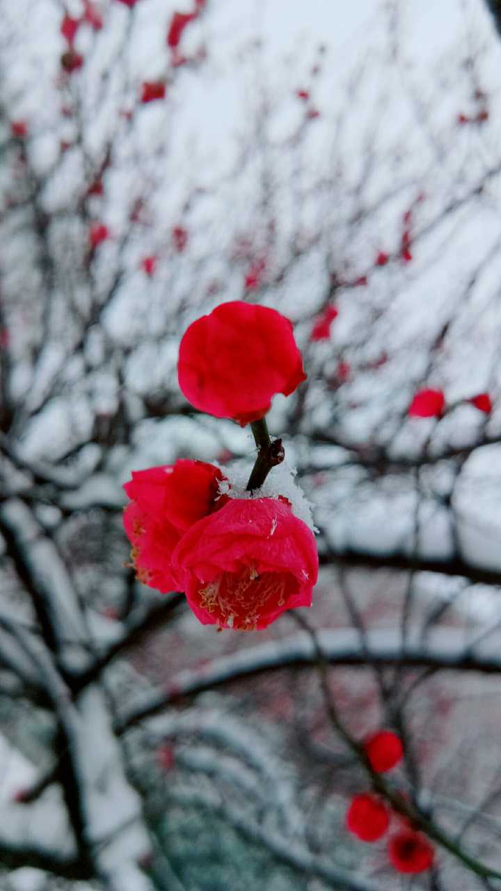 你的城市下雪了吗,可以用视频分享雪天可以做的有趣事情或者雪景吗?