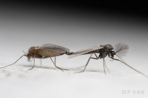 蚊子如果叮人不会使人感到瘙痒,不是更易生存吗?