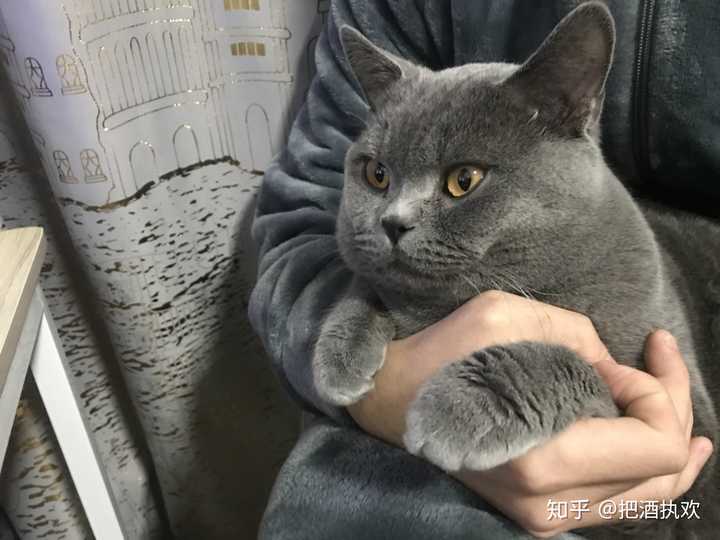 银渐层和蓝猫养那个好?