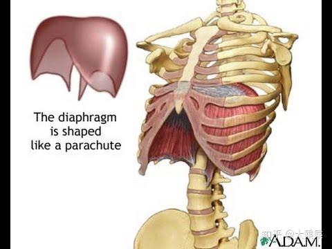 腹式呼吸的主要帮手:横隔膜水母君(图自网络,侵删).