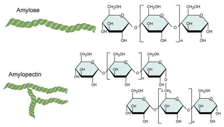 直链淀粉和支链淀粉结构图
