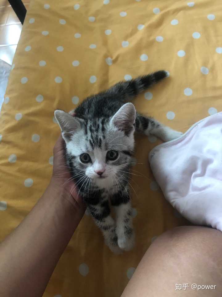 刚买的两个月大的美短,鼻子下面有点黑,可以养回来吗,猫咪怎么样?