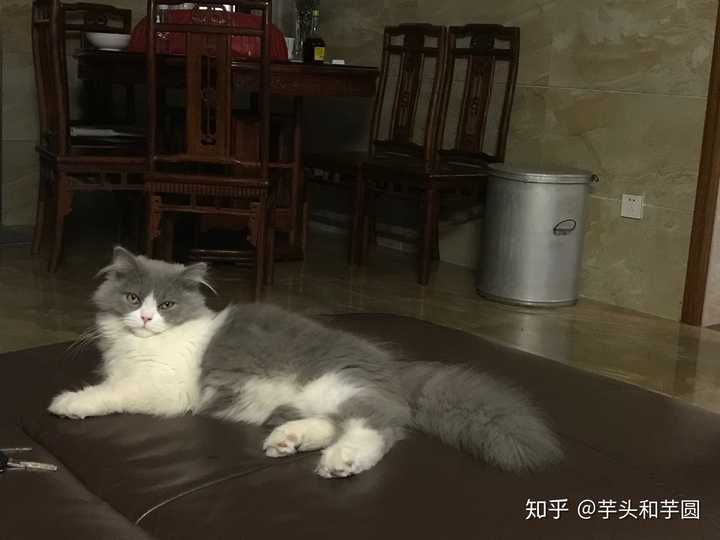 想养只猫 英短和布偶哪个好 ?