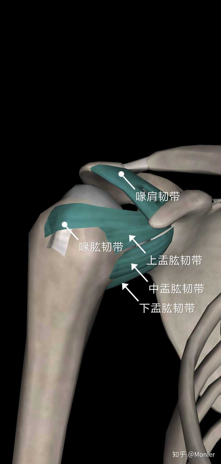 为什么从高处摔落或摔跤易导致肩关节脱臼