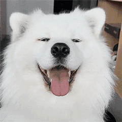 有没有可爱的萨摩耶表情包?