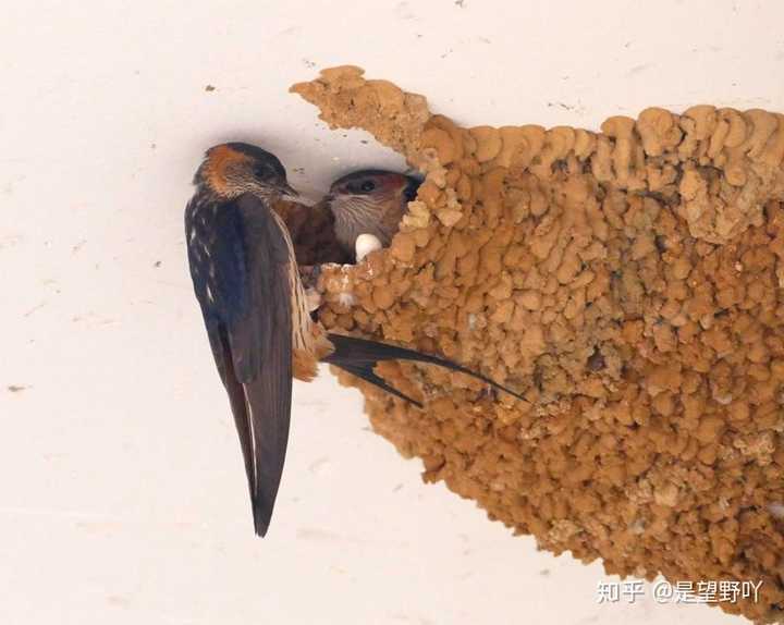 为什么燕子喜欢在人类家里筑巢?