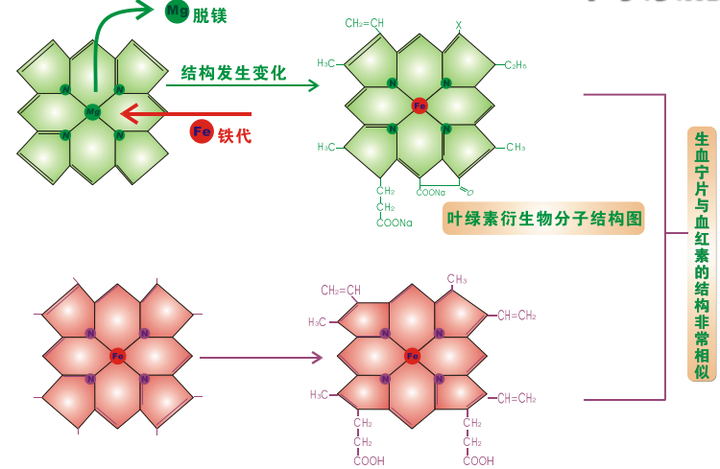 根据卟啉铁的分子结构特征,利用叶绿素与血红素卟啉环化学结构相似的