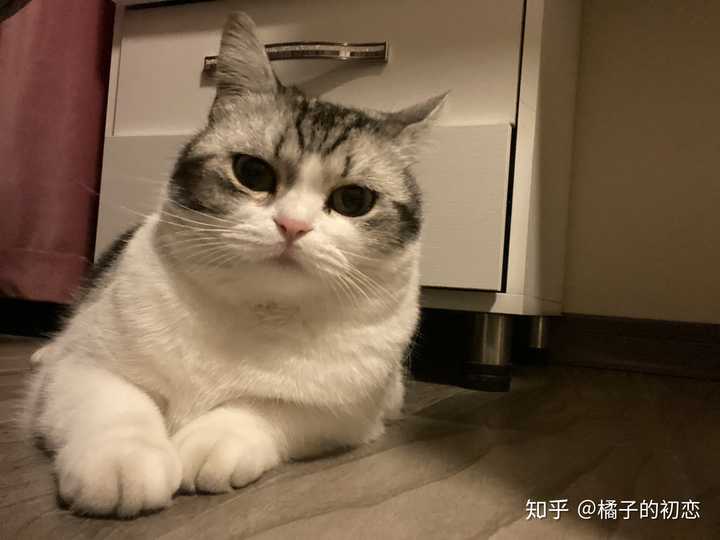 英短的正常体重是多少?