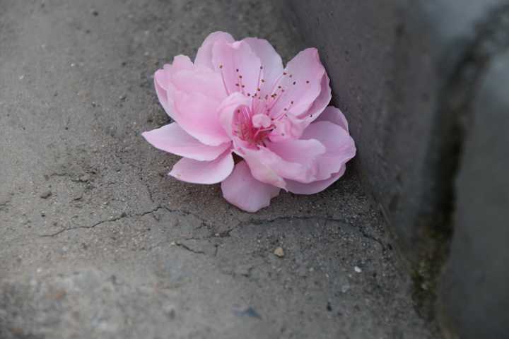 3,马路边看到了一朵落花.