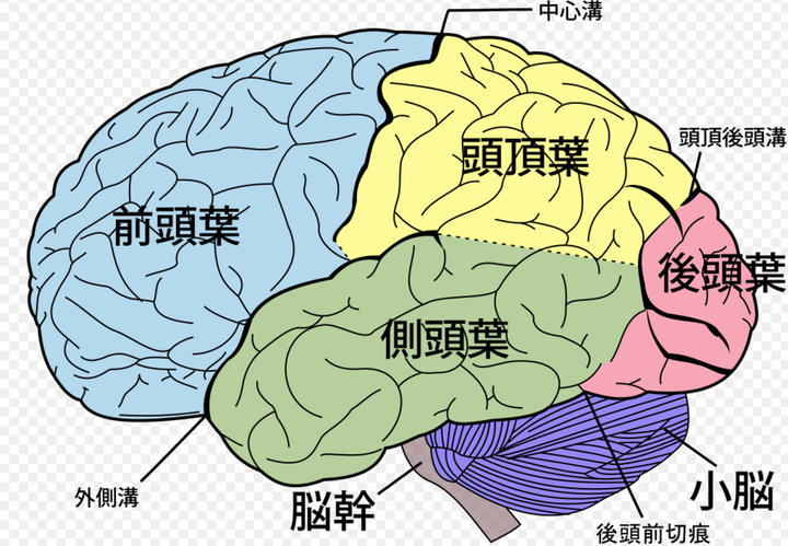 大脑皮质层对应的区域是?