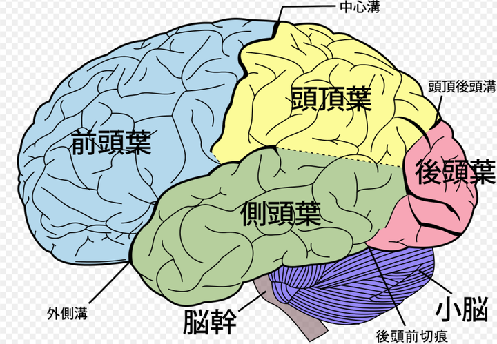 wikipedia-大脑皮层 前头叶:额叶 侧头叶:颞叶;头顶叶:顶叶;后头叶