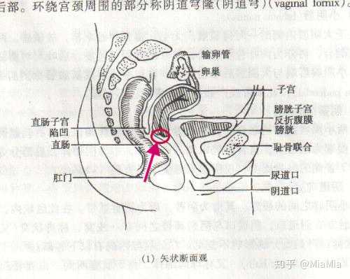 阴道穹隆可以理解为一个凹陷的洼地,米青子在这里汇集,停留,获能,随后