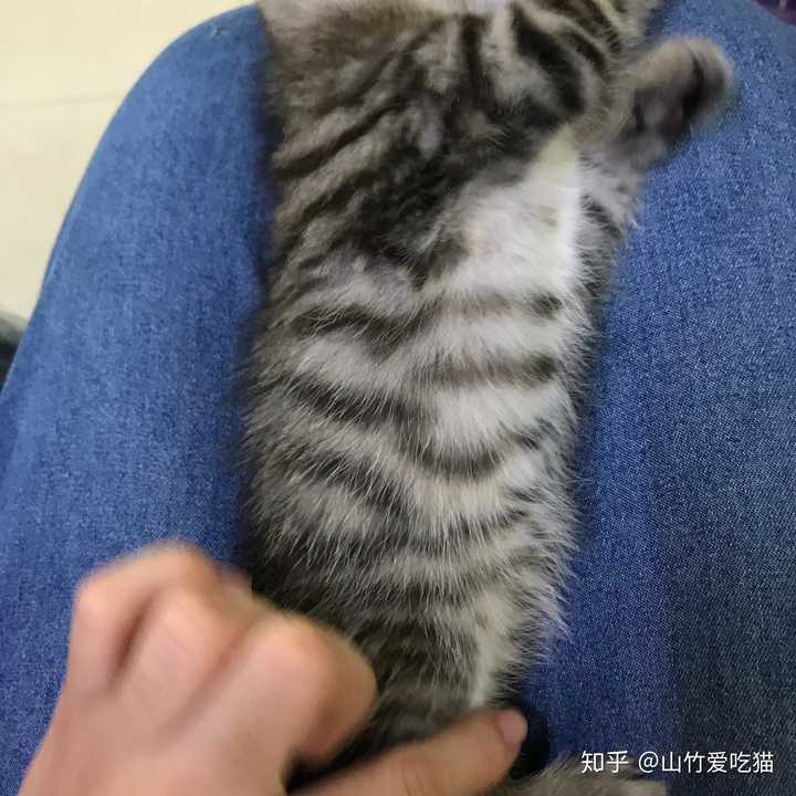 银渐层和虎斑串是什么样的呀?贵吗?