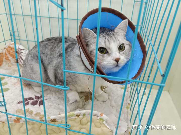 想给田园猫发腮该怎么做?