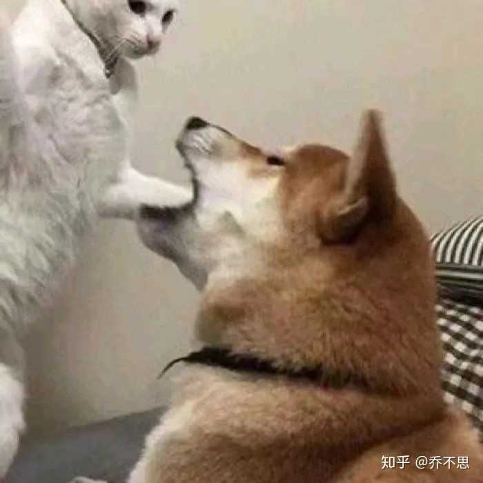千言万语归一句: 狗死的时候,没有一对情侣是无辜的.