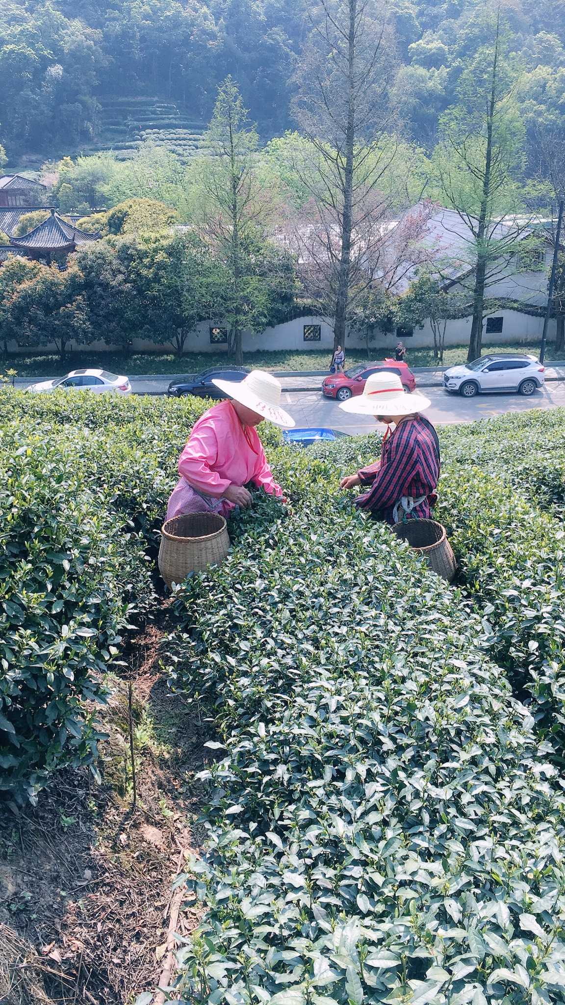 梅家坞龙井茶文化,新鲜采摘,但是旅游区真心贵,也不一定是真的