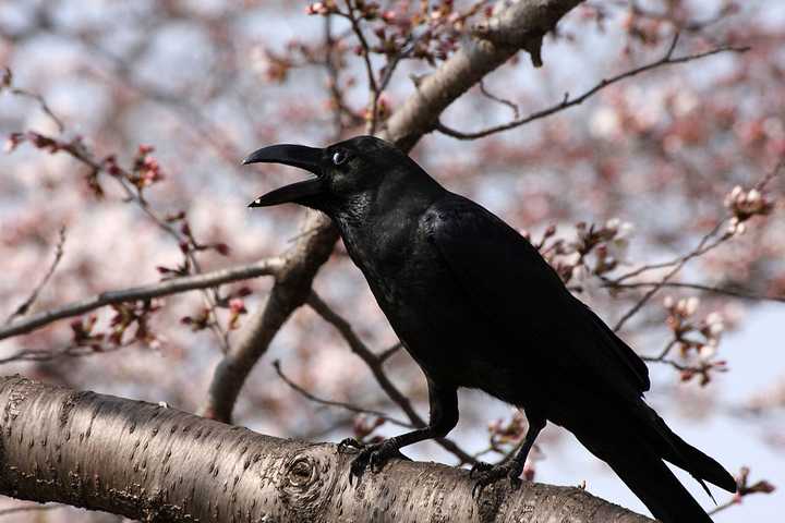 m. japonensis),摄于日本大阪.