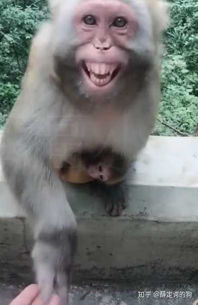 为了讨食,猴子会做出一个"微笑"的表情,但是眼神出卖了它