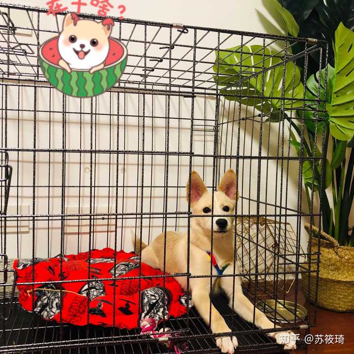 中华田园犬的颜值可以多高?