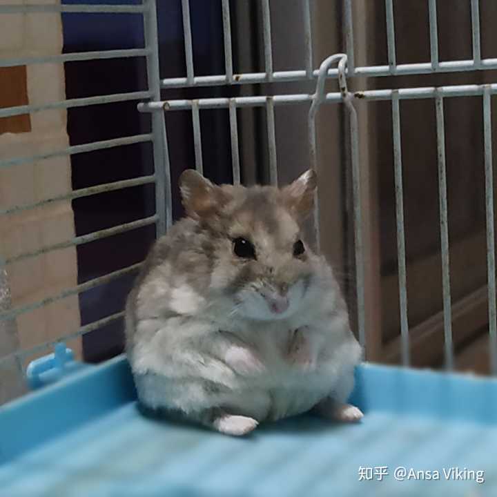 仓鼠认得出主人吗?