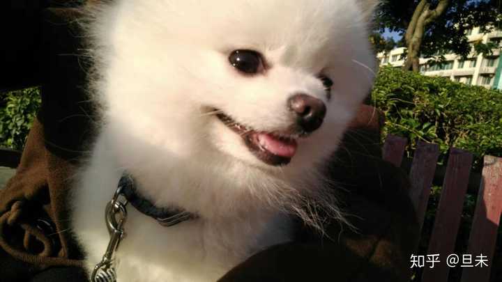 博美金毛德牧哪个更适合女生养