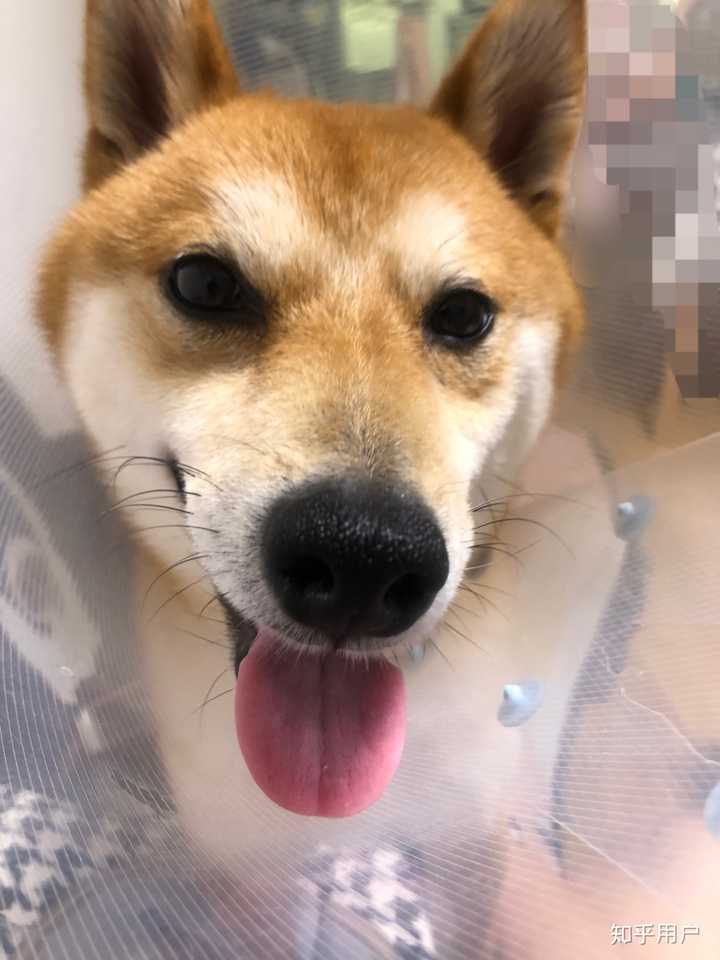 舔狗是不是都长得不好看?