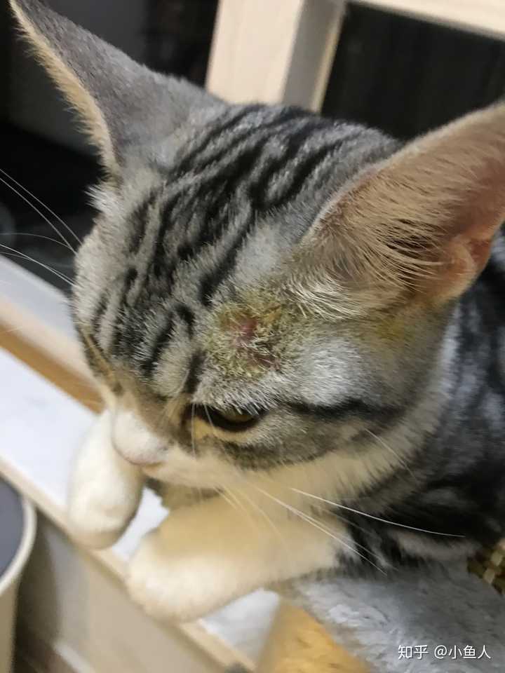 给自己家猫治疗猫藓是一种怎样的体验?