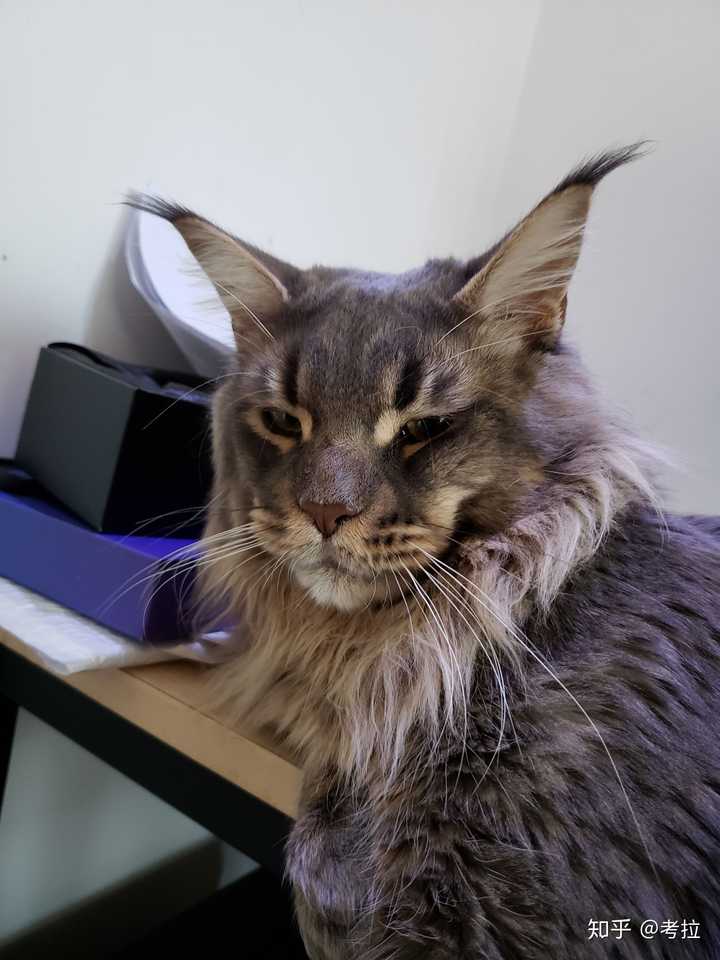 最好看的银虎斑缅因猫长什么样子?
