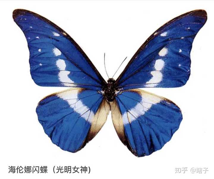有哪些美丽的蝴蝶照片?