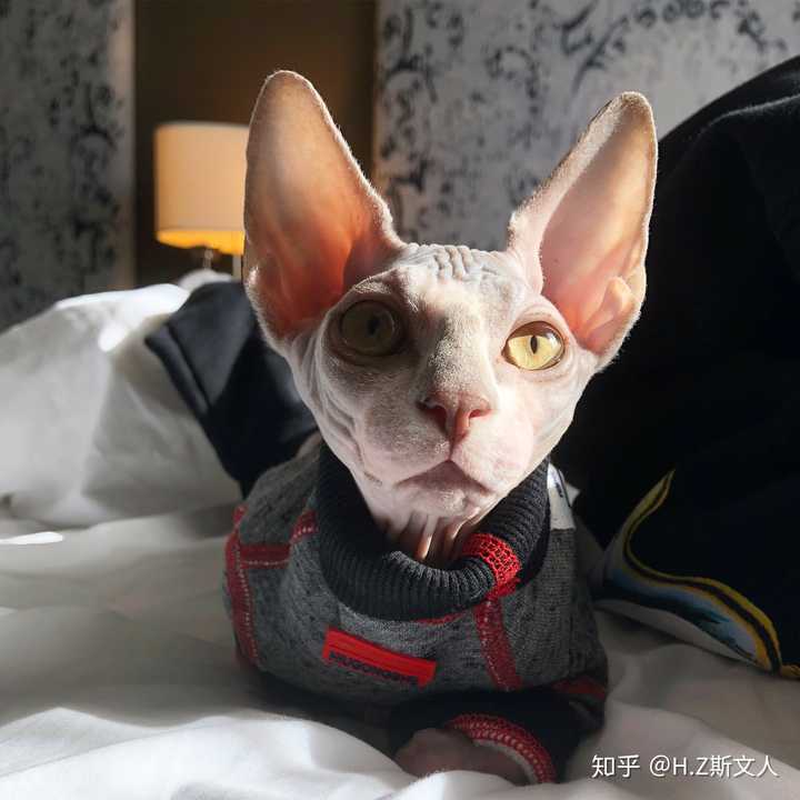 养斯芬克斯猫是一种怎样的体验?