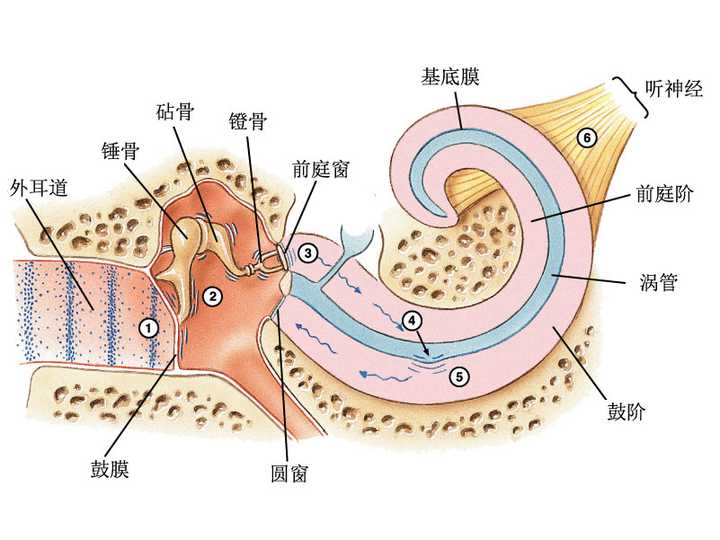 这三个人的名字恰恰代表了镫骨,锤股和砧骨,也符合了以声音攻击的战斗