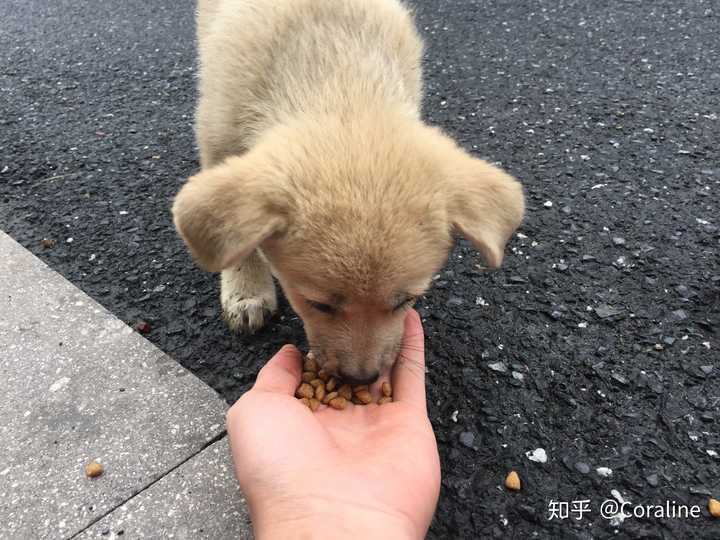 你们都喂流浪狗吃什么?