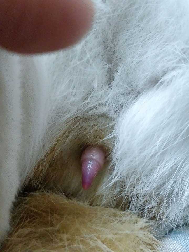 猫在交配时的快感和人有什么不同?