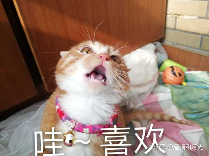 养土猫会遭人嫌弃吗?