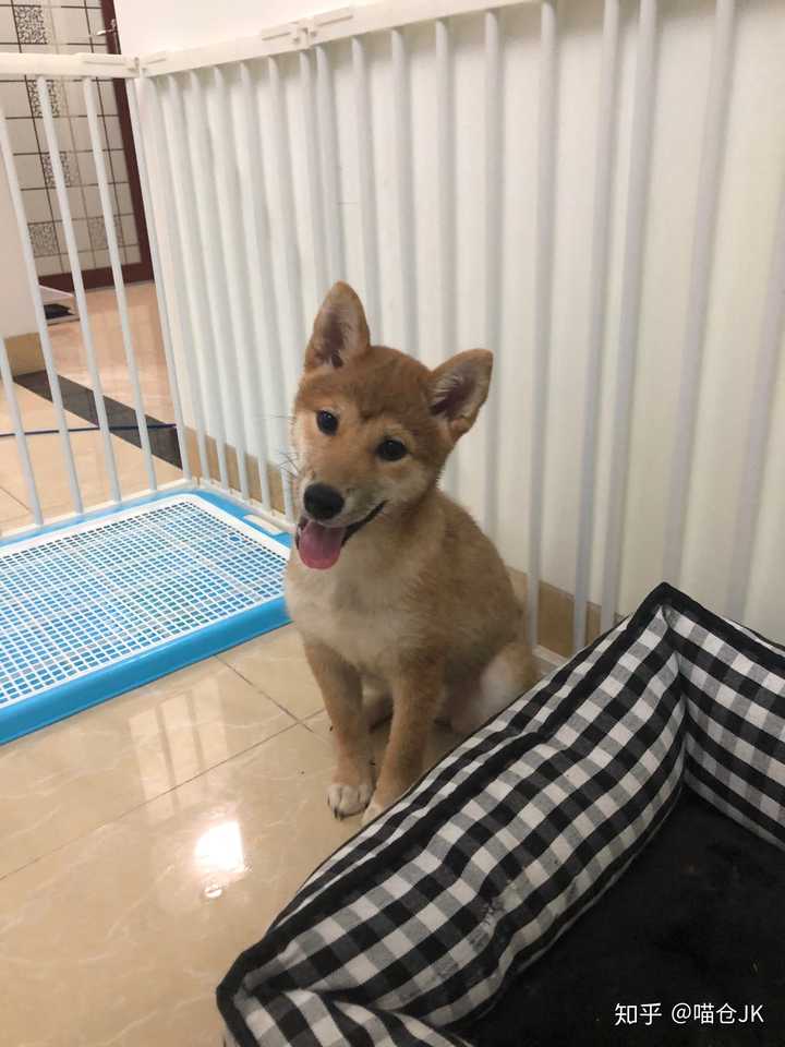 可以让我看看你们尴尬期的柴犬吗