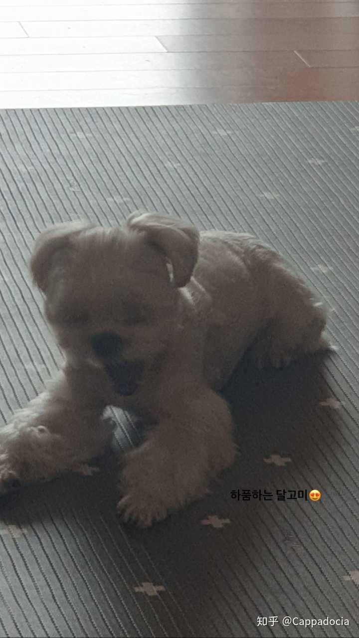 四个人都养了宠物 jisoo:狗狗叫月熊 粉丝称为大根(谐音 rosé:朱黄