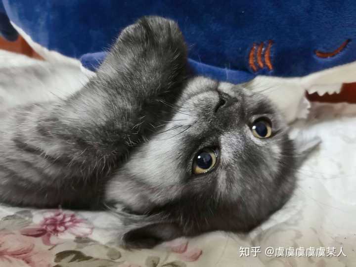 蓝猫和银渐层能配出什么样的小猫?