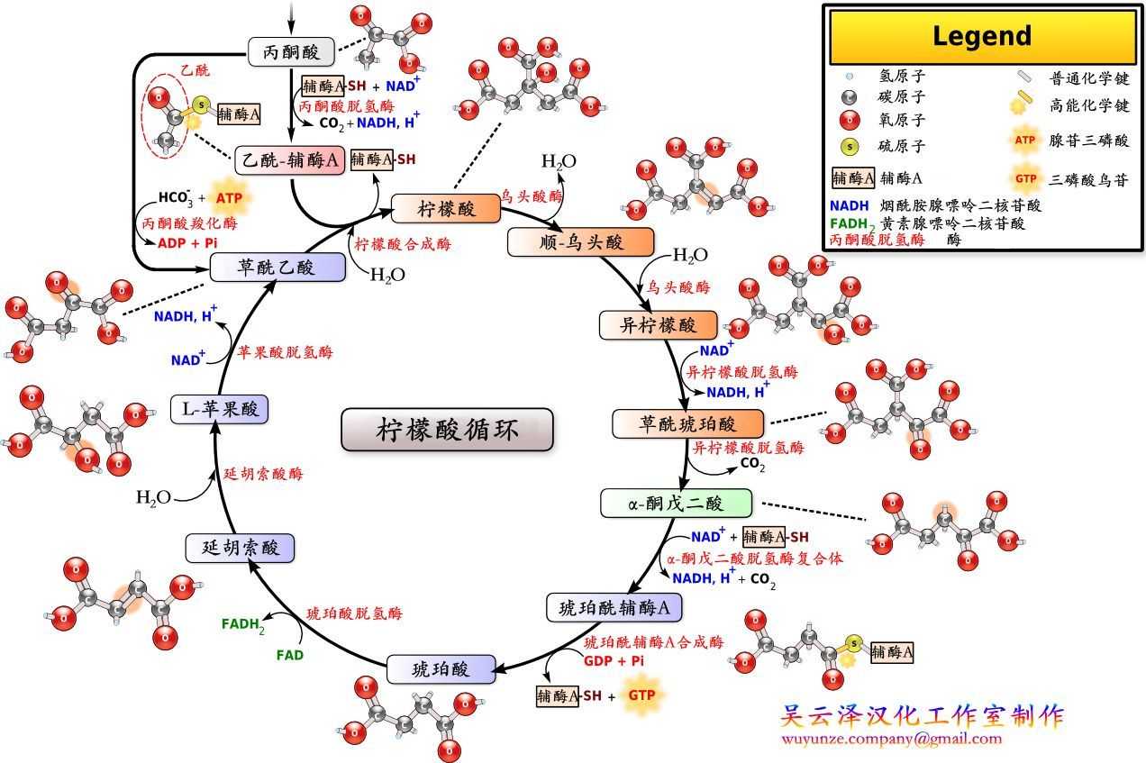 柠檬酸循环的详细高清图找了好半天70▽70过程1丙酮酸2乙酰辅酶a3