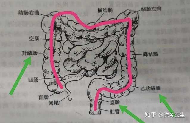 发生癌变几率最高,差不多占了所有大肠癌的一半,接着就是升结肠和乙状