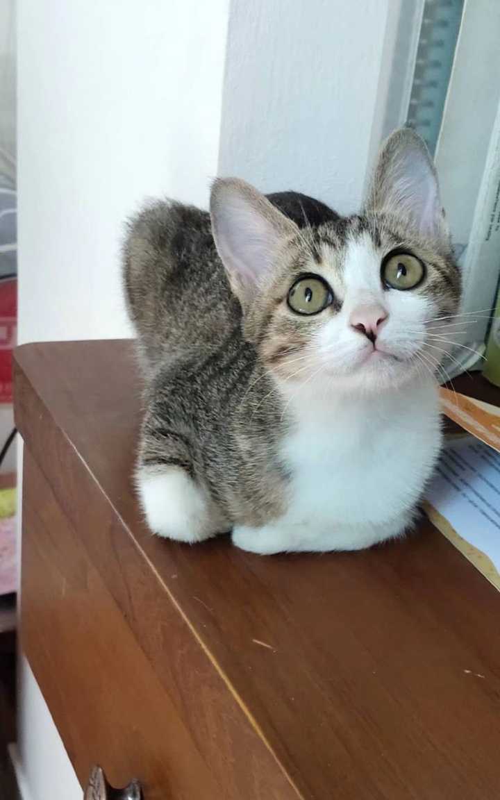 请问这只猫是田园猫吗?