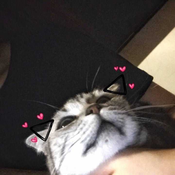 有什么猫狗的情侣头像?