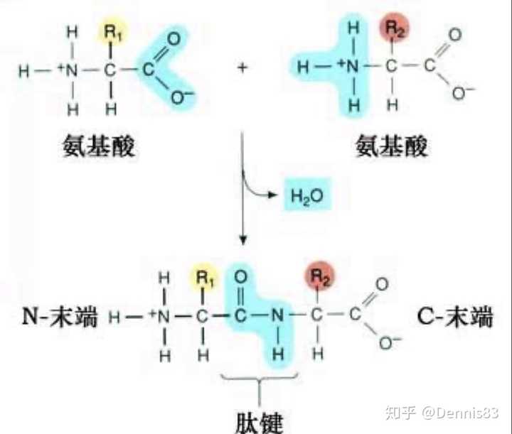 多肽一般指10个以上的氨基酸组成的分子