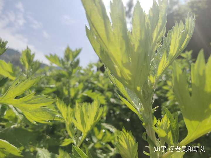 这是白蒿还是艾草?