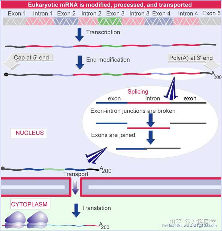 成熟mrna的形成过程