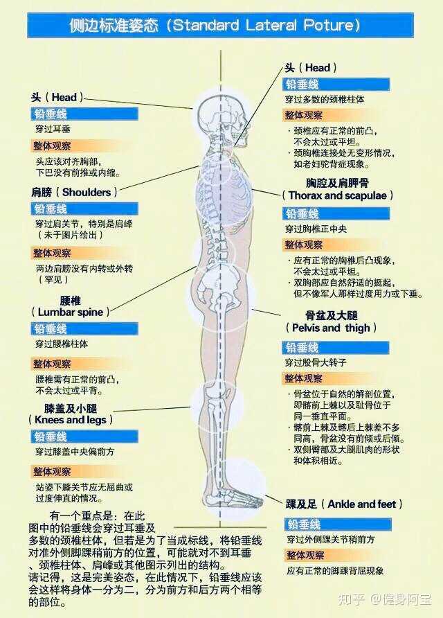 身体各个关节保持在一条垂线上,重心落在后脚跟 常见粗腿体态如下